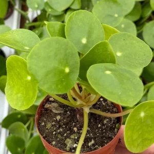 Chinese Money Plant Live Pilea Peperomioides in 2.5 Inch Pot - Indoor Houseplant - Image 1
