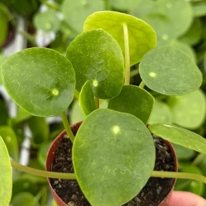 Chinese Money Plant Live Pilea Peperomioides in 2.5 Inch Pot - Indoor Houseplant - Image 2