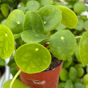 Chinese Money Plant Live Pilea Peperomioides in 2.5 Inch Pot - Indoor Houseplant - Image 3