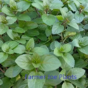 Chocolate Mint Live Plant – 4 inch Tall – Fragrant Culinary Herb - Image 1
