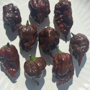 Chocolate Reaper Scorpion Live Plants - Super Hot Pepper Plants, 3 Pack, 75+ Days Old - Image 2