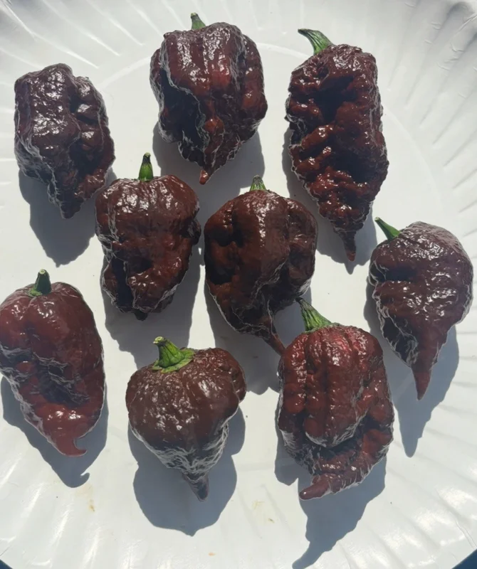 Chocolate Reaper Scorpion Live Plants - Super Hot Pepper Plants, 3 Pack, 75+ Days Old - Image 2