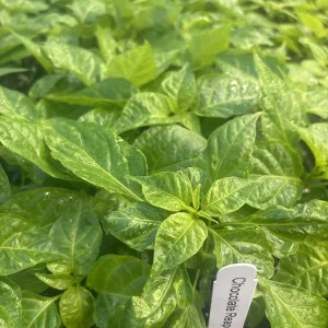 Chocolate Reaper Scorpion Live Plants - Super Hot Pepper Plants, 3 Pack, 75+ Days Old - Image 1