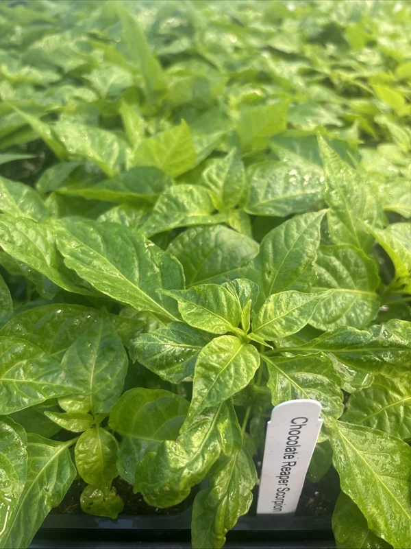 Chocolate Reaper Scorpion Live Plants - Super Hot Pepper Plants, 3 Pack, 75+ Days Old - Image 1
