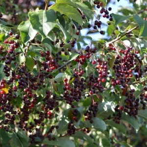 Chokecherry Live Plant – 5in Pot, 8in Tall – Edible Berries, Outdoor - Image 2