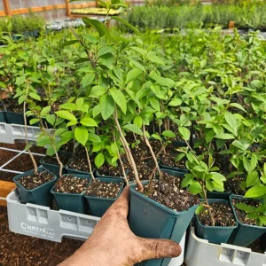 Chokecherry Live Plant – 5in Pot, 8in Tall – Edible Berries, Outdoor - Image 3