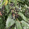 Chokecherry Live Plant – 5in Pot, 8in Tall – Edible Berries, Outdoor - Image 1