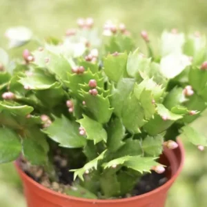 Christmas Cactus Live Plant – 4 inch or 6 inch Pot – Indoor Holiday Plant - Image 2