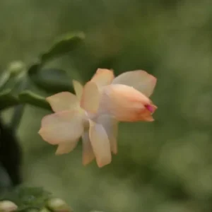 Christmas Cactus Live Plant – 4 inch or 6 inch Pot – Indoor Holiday Plant - Image 3