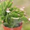 Christmas Cactus Live Plant – 4 inch or 6 inch Pot – Indoor Holiday Plant - Image 1