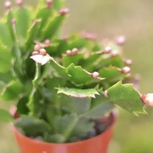 Christmas Cactus Live Plant – 4 inch or 6 inch Pot – Indoor Holiday Plant - Image 1