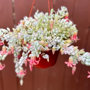 Cliff Cotyledon Pendens Live Plant – Trailing Succulent for Hanging Baskets - Image 2