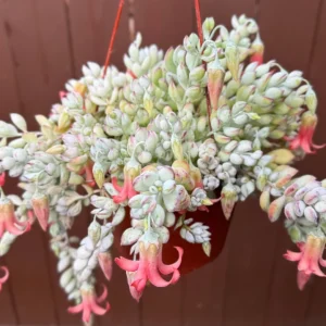 Cliff Cotyledon Pendens Live Plant – Trailing Succulent for Hanging Baskets - Image 3