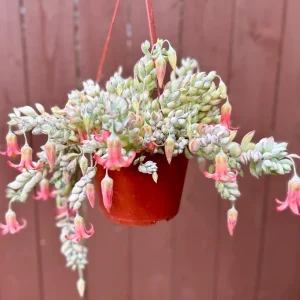 Cliff Cotyledon Pendens Live Plant – Trailing Succulent for Hanging Baskets - Image 1