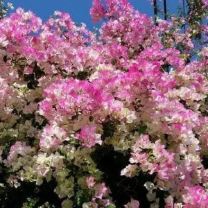 Coconut Ice Bougainvillea Vine Plant - 3-6" Tall - Tropical Flowering Vine - Image 2