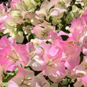 Coconut Ice Bougainvillea Vine Plant - 3-6