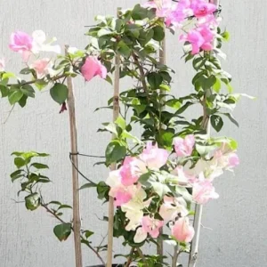 Coconut Ice Bougainvillea Vine Plant - 3-6