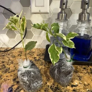 Coconut Ice Bougainvillea Vine Plant - 3-6