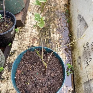 Coconut Ice Bougainvillea Vine Plant - 3-6