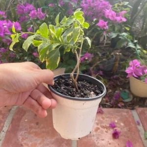 Coconut Ice Bougainvillea Vine Plant - 3-6