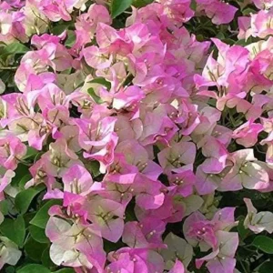 Coconut Ice Bougainvillea Vine Plant - 3-6" Tall - Tropical Flowering Vine - Image 1