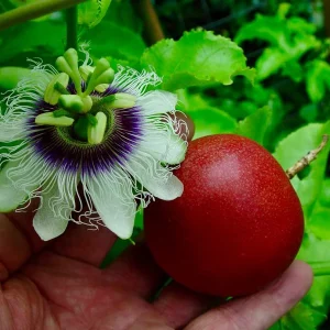 Cold Hardy Panama Red Passion Fruit Vine Live Starter Plant 4-6 Inches - Edible Fruit - Image 2