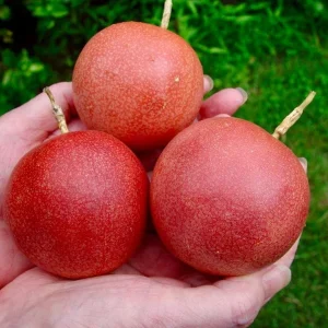 Cold Hardy Panama Red Passion Fruit Vine Live Starter Plant 4-6 Inches - Edible Fruit - Image 3