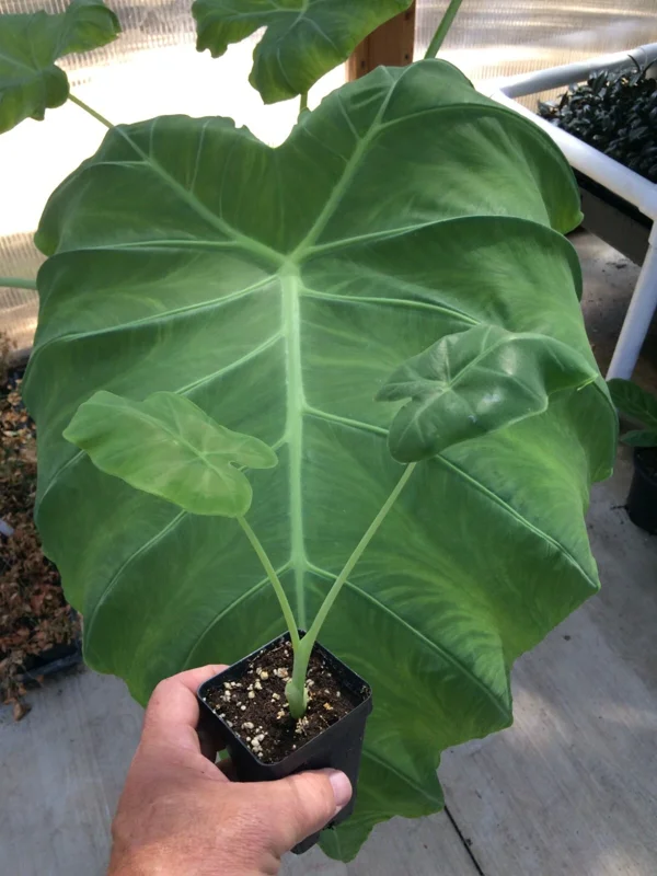 Colocasia 'Thai Giant' Elephant Ear Live Plant - 10-12 Inches Tall - Indoor/Outdoor - Image 1