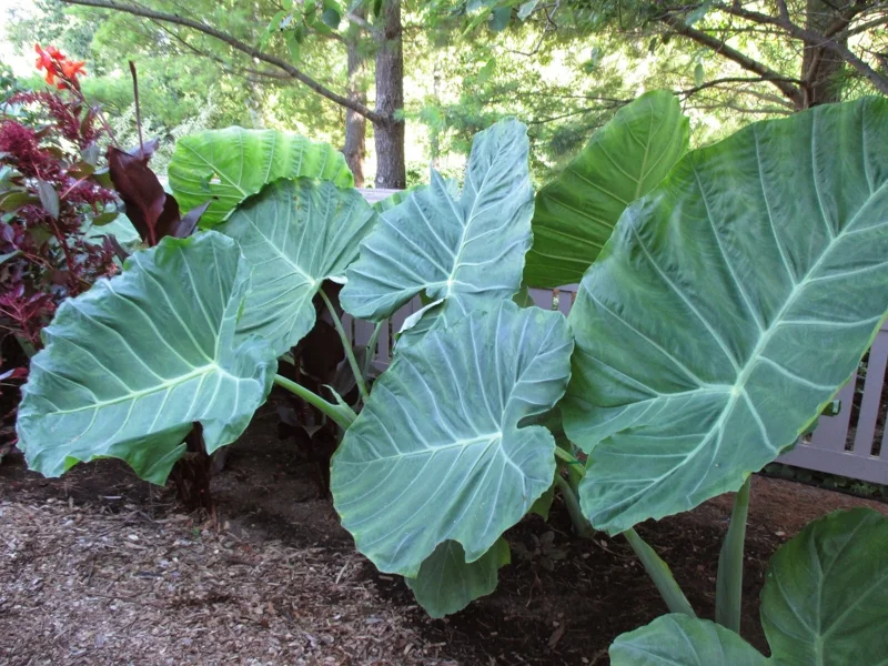 Colocasia 'Thai Giant' Elephant Ear Live Plant - 10-12 Inches Tall - Indoor/Outdoor - Image 2