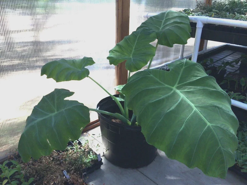 Colocasia 'Thai Giant' Elephant Ear Live Plant - 10-12 Inches Tall - Indoor/Outdoor - Image 3