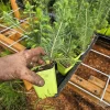Colorado Blue Spruce Tree Sapling - Live Evergreen Conifer - 3" Pot - Image 1