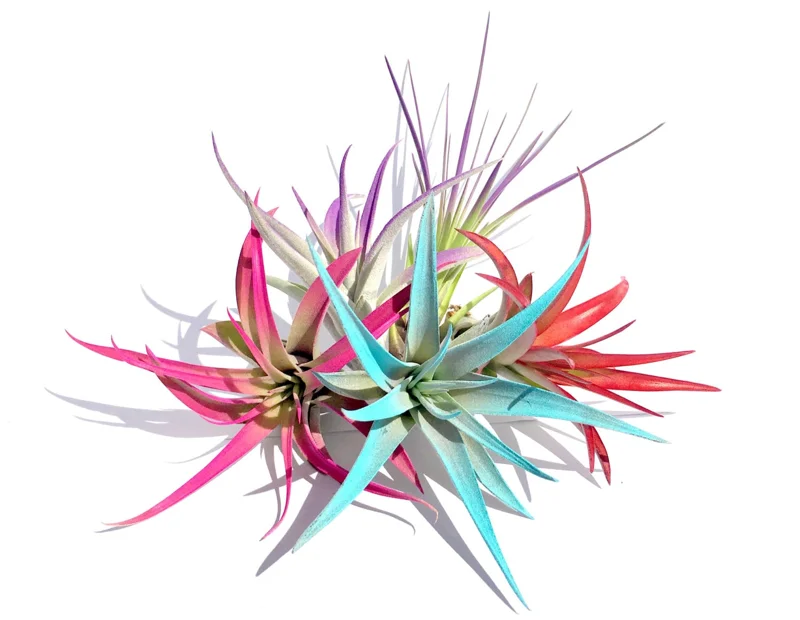 Colored Air Plant 5 Pack Tillandsia Mix Live Plants - Pink, Red, Purple, Turquoise Terrarium Decor - Image 2