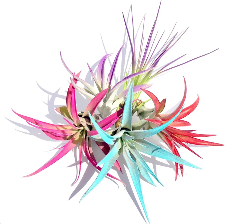 Colored Air Plant 5 Pack Tillandsia Mix Live Plants - Pink, Red, Purple, Turquoise Terrarium Decor - Image 1
