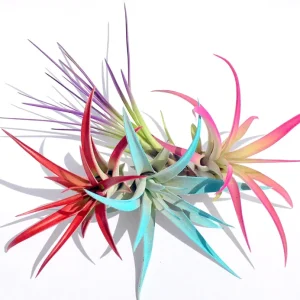 Colored Air Plant Fun Pack - 16 Tillandsia Live Plants for Terrariums - Image 2