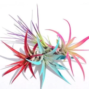 Colored Air Plant Fun Pack: 4 Tillandsia Live Plants for Terrariums, 4-8 inches - Image 2