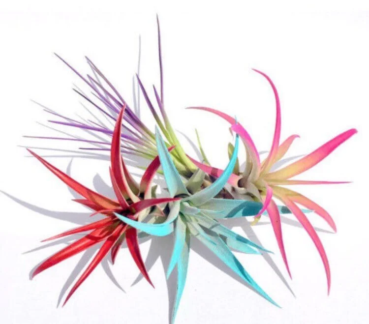 Colored Air Plant Fun Pack: 4 Tillandsia Live Plants for Terrariums, 4-8 inches - Image 2
