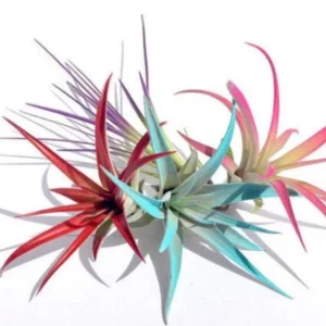 Colored Air Plant Fun Pack: 4 Tillandsia Live Plants for Terrariums, 4-8 inches - Image 1