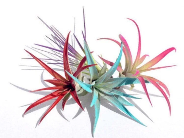 Colored Air Plant Fun Pack: 4 Tillandsia Live Plants for Terrariums, 4-8 inches - Image 1