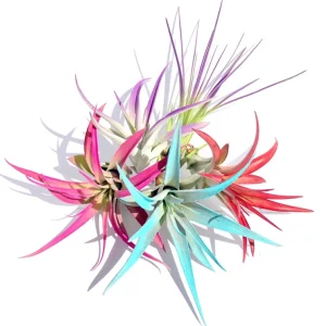 Colored Air Plant Mix 5-Pack Tillandsia Live Plant – Pink, Purple, Red, Turquoise – 4-8 inches – Indoor Terrarium Plants - Image 1