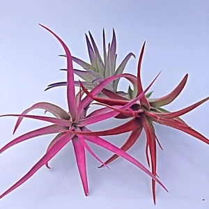 Colored Air Plant Mix - Tillandsia Live Plants - 3 Pack, Pink, Purple, Red, 3-7 inches - Image 2