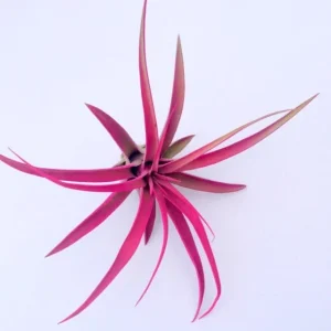 Colored Air Plant Mix - Tillandsia Live Plants - 3 Pack, Pink, Purple, Red, 3-7 inches - Image 3