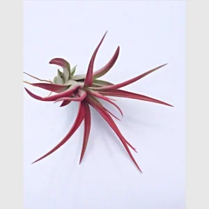 Colored Air Plant Mix - Tillandsia Live Plants - 3 Pack, Pink, Purple, Red, 3-7 inches - Image 4