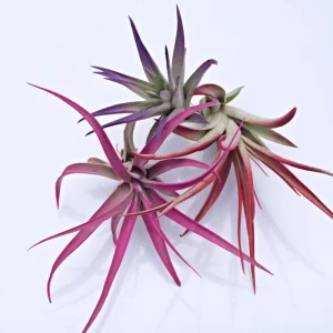 Colored Air Plant Mix - Tillandsia Live Plants - 3 Pack, Pink, Purple, Red, 3-7 inches - Image 1