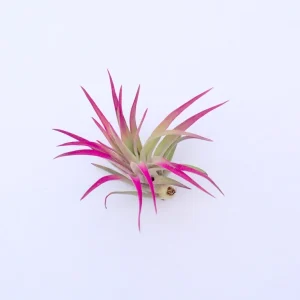 Colored Air Plant Tillandsia Mix - 3 Pack Live Plants, Pink & Purple, 4-8 inches - Image 4