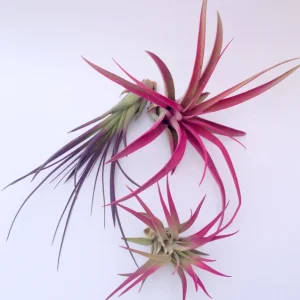 Colored Air Plant Tillandsia Mix - 3 Pack Live Plants, Pink & Purple, 4-8 inches - Image 1