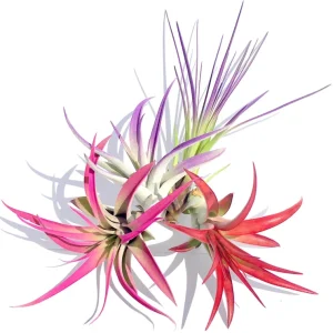 Colorful Air Plant Fun Pack - 4 Tillandsia Live Plants, Red Pink Purple Mix - Image 2