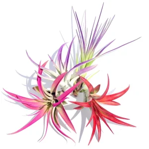 Colorful Air Plant Fun Pack - 4 Tillandsia Live Plants, Red Pink Purple Mix - Image 1