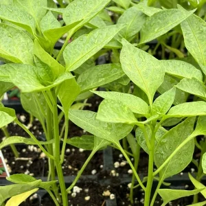 Compadre Chili Live Plant 3-Pack – Super Hot Pepper Plants for Garden or Container - Image 1