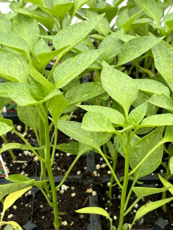 Compadre Chili Live Plant 3-Pack – Super Hot Pepper Plants for Garden or Container - Image 1