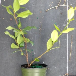 Confederate Star Jasmine Live Plant – Fragrant Evergreen Vine – 4 inch Pot – Indoor/Outdoor - Image 2